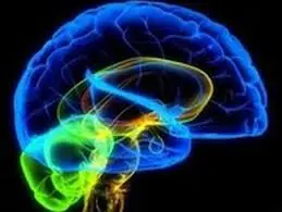 cerebro