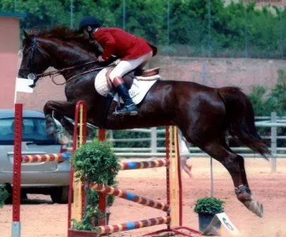 caballos