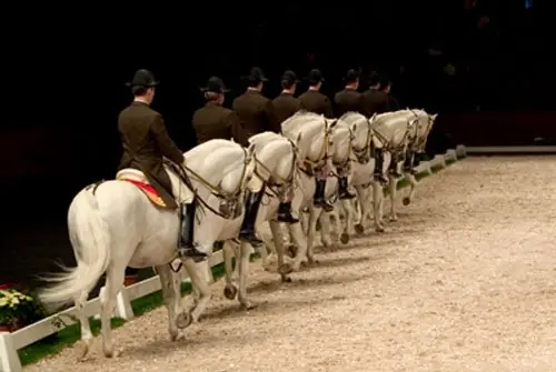 caballos