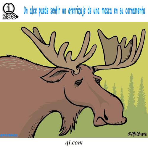Curiosidades de animales
