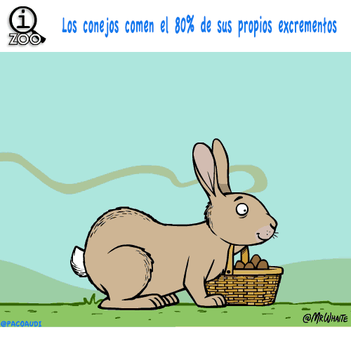 Curiosidades de animales