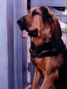 bloodhound