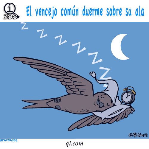 curiosidades