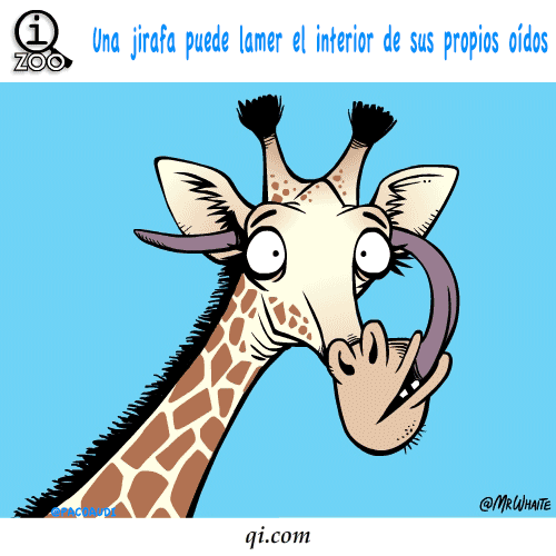 Curiosidades de animales
