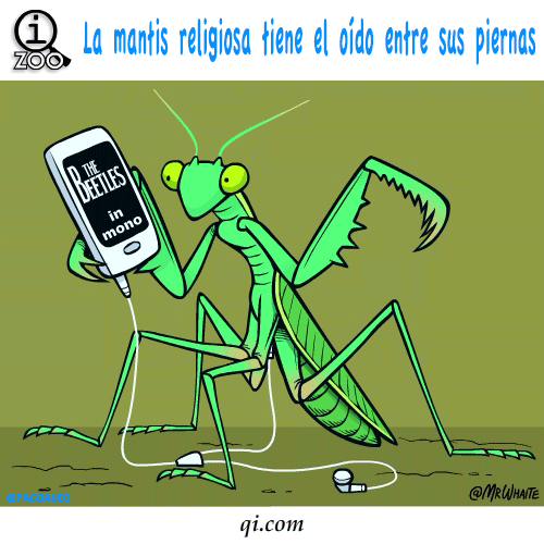 Animales
