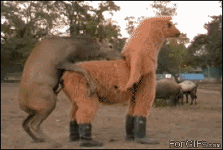 .Gifs y contenido variado