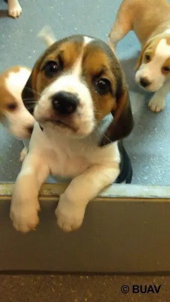 Una investigación muestra cómo perros y gatos bebé