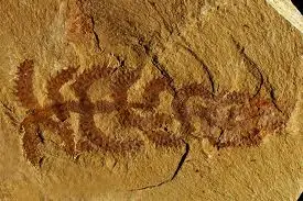 Animales prehistóricos:El cactus andante