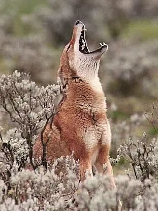 lobos