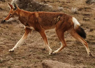 Animales