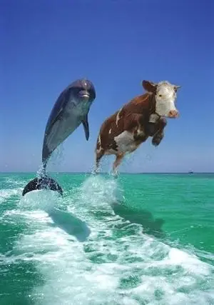 ¿Pueden nadar las vacas?