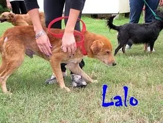 mascotas