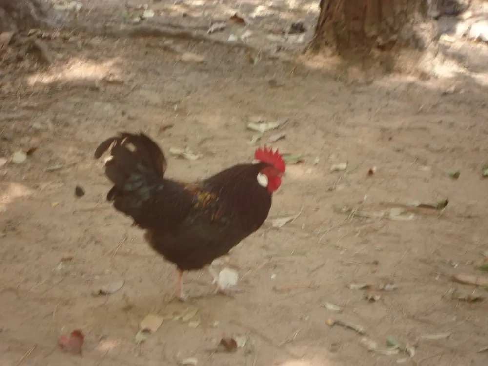Foto-receta para camping: Pollo al disco