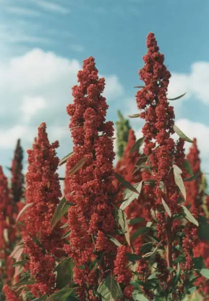 Quinua (o quinoa): el alimento perfecto...