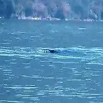 criatura extraña filmada en el lago colico (chile)