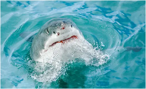 El Gran Tiburon Blanco