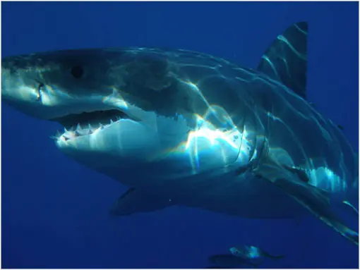 animales maritimos