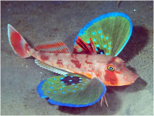 Conoce a la Mariposa del Mar.