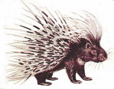 La fabula del puercoespin