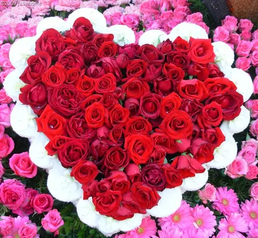 amor