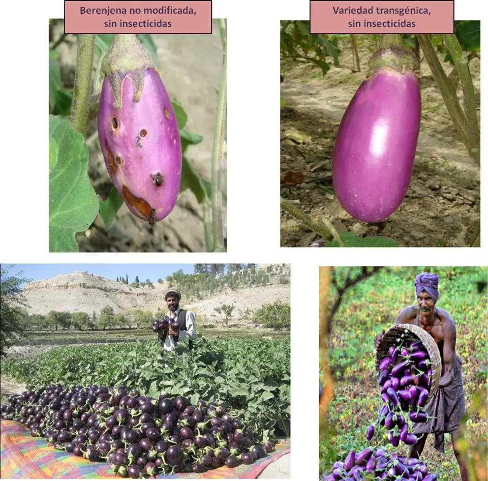 insecticidas