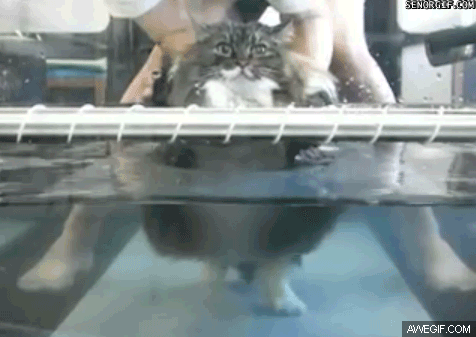 compilado