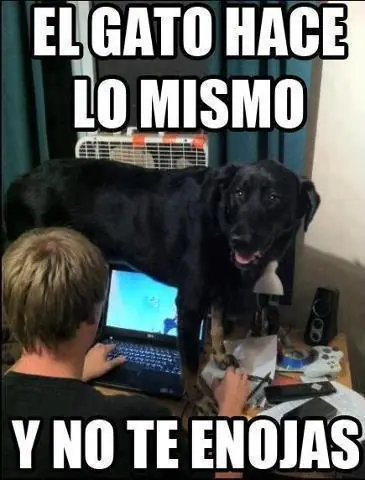 gato