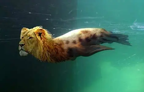 Animales pasados por Photoshop