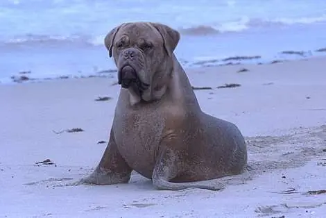 Animales pasados por Photoshop