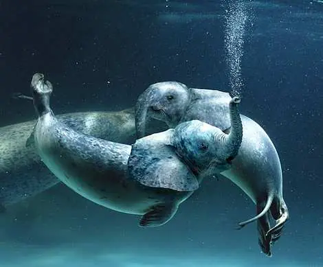 Animales