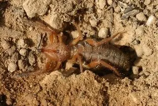 los bichos mas Gigantes del mundo - megapost + info