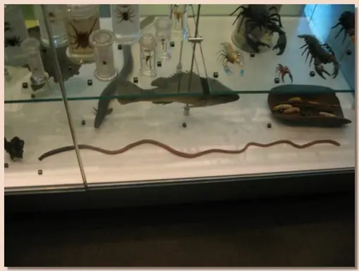 los bichos mas Gigantes del mundo - megapost + info