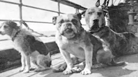 Los perros del titanic