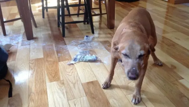 Perros haciendo de las suyas