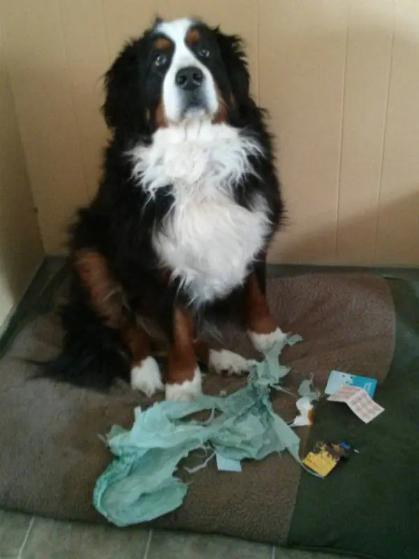 Perros haciendo de las suyas