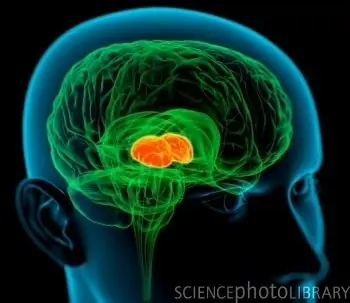 El cerebro procesa imágenes de forma similar a una cámara