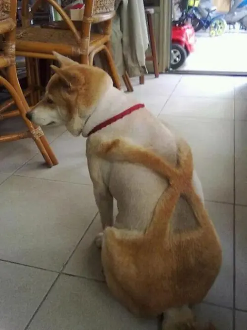 Perros que