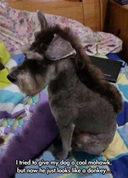 Perros que