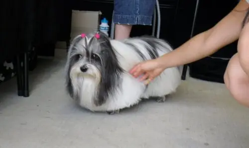 su nuevo corte de pelo