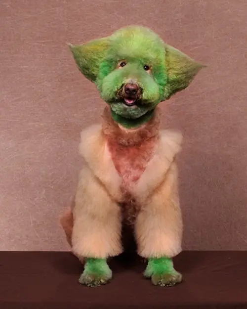 Perros que probablemente no esten muy contentos