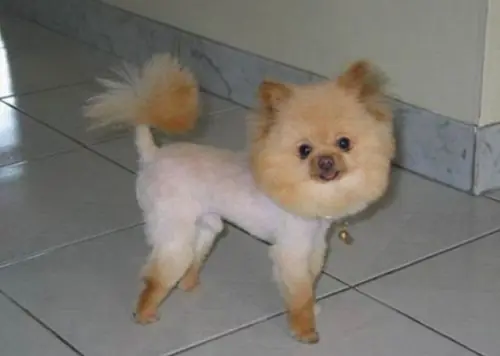 su nuevo corte de pelo