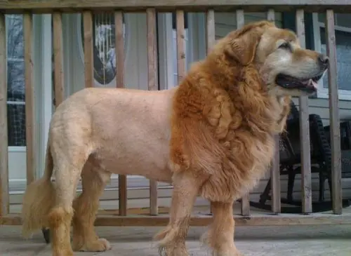su nuevo corte de pelo