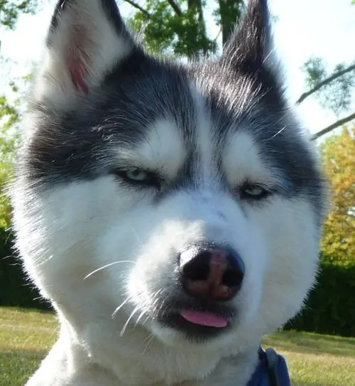 Perros que probablemente no esten muy contentos
