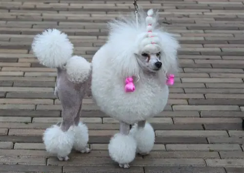 Perros que
