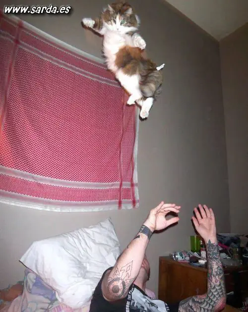 Un abra-cadabra de Gatos graciosos y locos