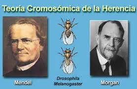 Teoria cromosomatica de la herencia