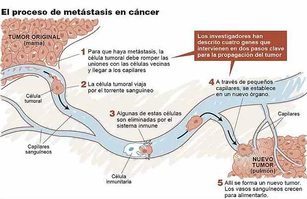 Como se produce el cancer?