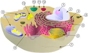 Las Ramas de la Biologia