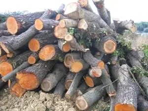 tala de arboles