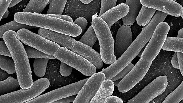 Crean un material vivo y 'muerto' a la vez